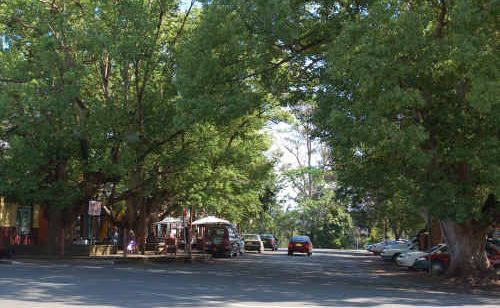 A rally to save the Church Street camphor laurels is on Friday. A rally to save the Church Street camphor laurels is on Friday.